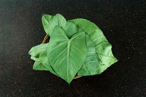arvi leaves
