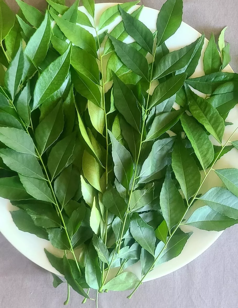 curry leaves