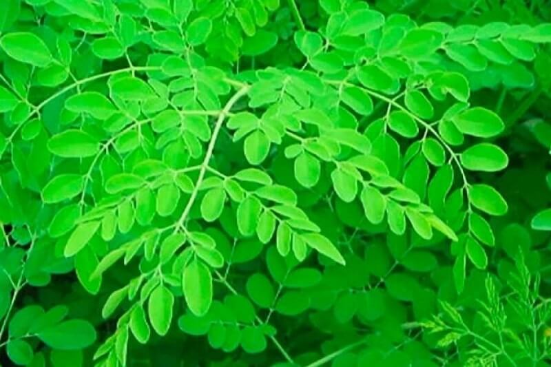 drumstick leaves